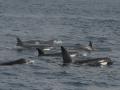 Family of Killer Whales